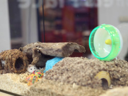 hamsterscaping