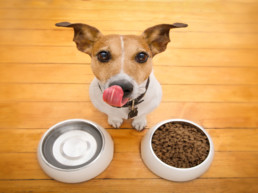 wisselen hondenvoeding