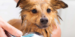 hond wassen