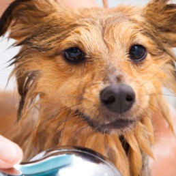 hond wassen
