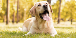 hond en ijs artikel