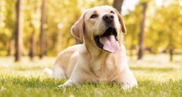 hond en ijs artikel