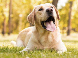 hond en ijs artikel
