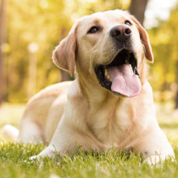 hond en ijs artikel
