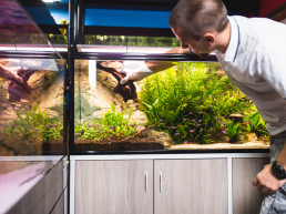 set up an aquarium
