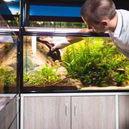 set up an aquarium