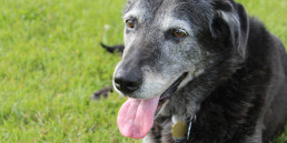 oudere hond
