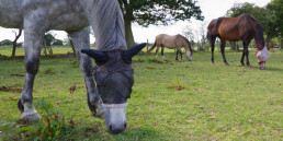 paard vliegen