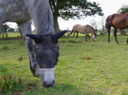 paard vliegen