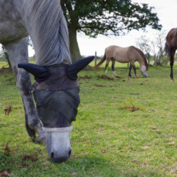 paard vliegen