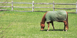 paard in de wei