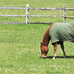paard in de wei