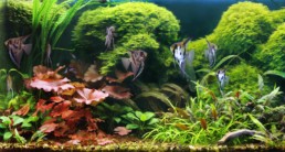 aquarium