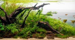 aquascaping