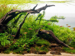aquascaping