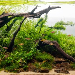 aquascaping