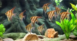 aquarium
