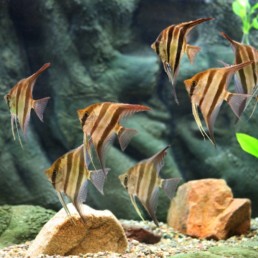 aquarium