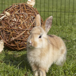 Spelen met je konijn