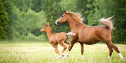 Paardensupplementen
