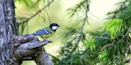 Tips buitenvogels