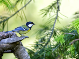Tips buitenvogels