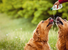 verkoeling in de zomer
