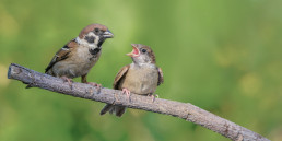 buitenvogels