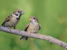buitenvogels