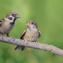 buitenvogels