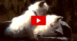 kittens