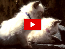 kittens