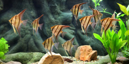 Maanvis