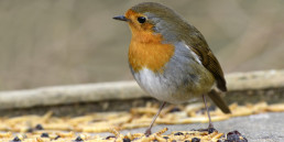 vogels voeren in de tuin