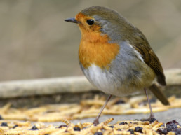 vogels voeren in de tuin