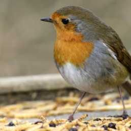 vogels voeren in de tuin