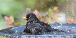 vogels en badderen