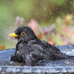 vogels en badderen