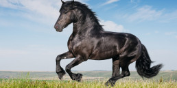 gespierd paard