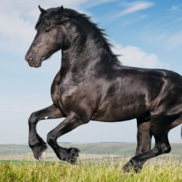 gespierd paard