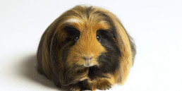Cavia