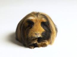 Cavia