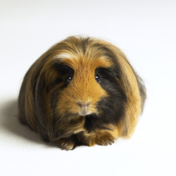 Cavia