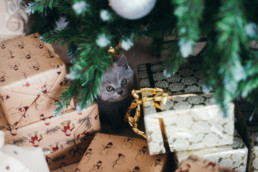 kitten on a tree
