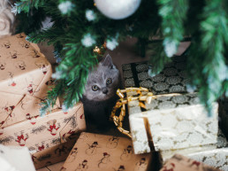 kitten on a tree