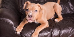 hond