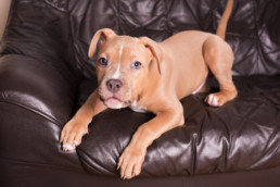 hond