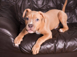 hond