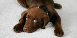 Lieve hond