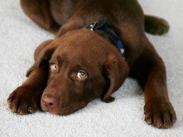 Lieve hond